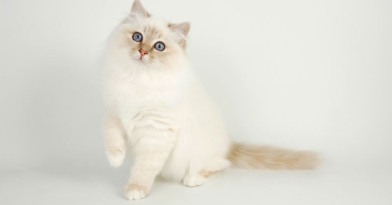 À la recherche d'une nouvelle vie pour Kitty